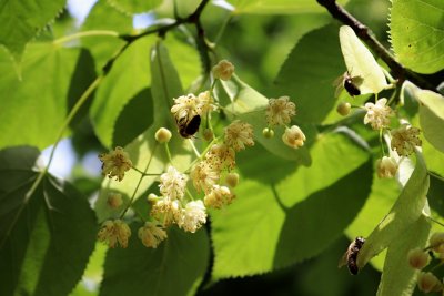 Tilia miqueliana c.f. - lípa Miquelova - květ
